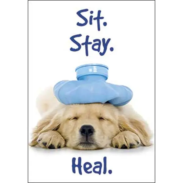 Dog-Themed Get Well Card – 'Sit. Stay. Heal.' Design 1