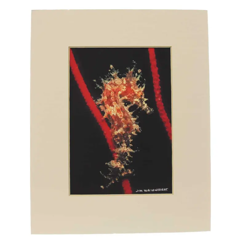 Jim Wainwright Art Print: Lined Seahorse Illustration 1