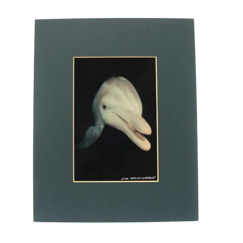 Jim Wainwright Art Print: Smiling Dolphin Illustration 1