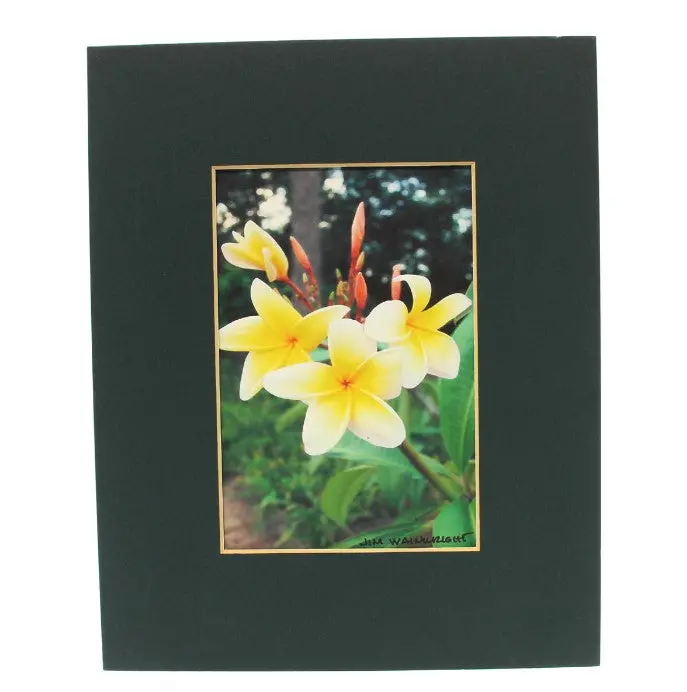 Jim Wainwright Fragipani Botanical Art Print 1