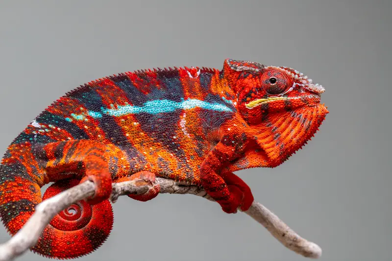 Pre-Order Ambilobe Group – Red Prince × Indian Summer (Voanato-Anjiana × Karana Fahavaratra), Hatched Mar 2026, Ships May–Jun 1